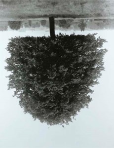 Flanders Trees - Hudelgem, 1989