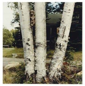 Bird House, 1989
