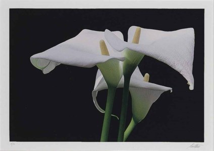 Calla Lillies, New York, 1982; and ten companion photographs