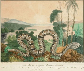 A study of a Pygmy Rattlesnake