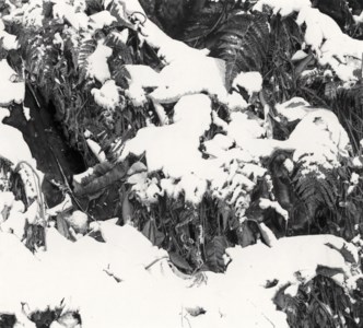 Deep Snow 21-5