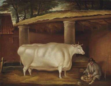 White Shirthorn Heifer that Traveled