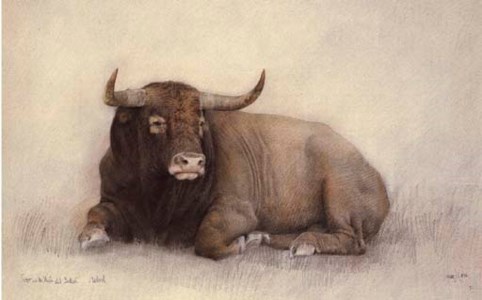 Toro en la venta del Batán