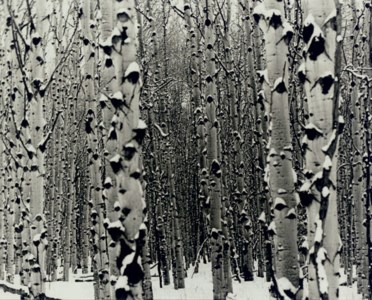 Untitled, 1999