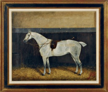 Portrait of a dappled grey horse