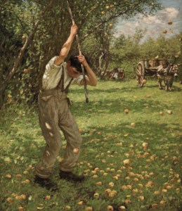 Shaking down cider apples