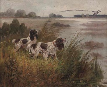 Spaniels hunting duck