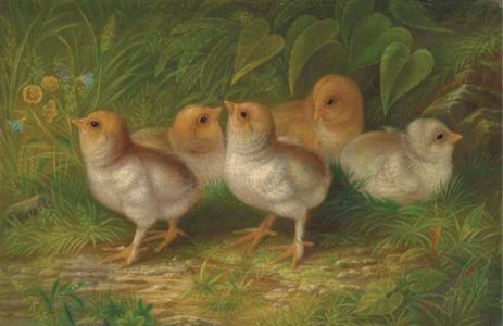 Expecting Chicks