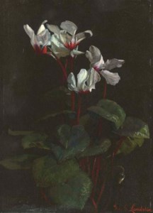 Cyclamen