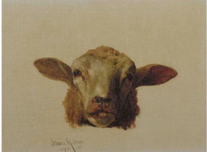 A Sheep's Head