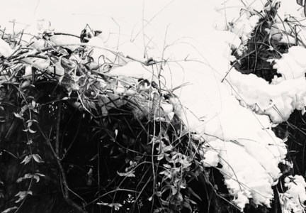 Deep Snow 19-2