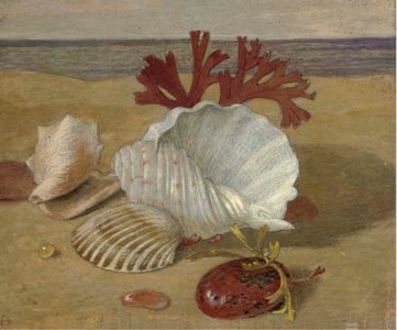 Stranded Shells