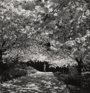 Cherry blossom, early 1950s
