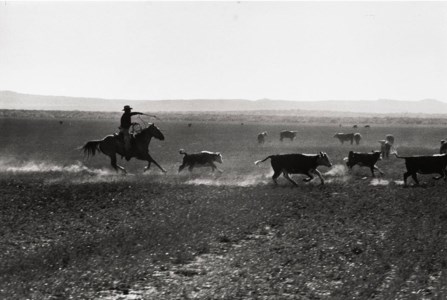 Texas Cowboy herding cattle, 1949