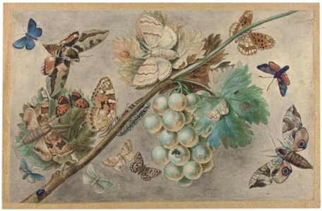 Butterflies and moths around a branch of white grapes (Queen of Spain Argynnis lathonia ; Spurge Hawk Moth Hyles euphorbiae ; Silver-studded Blue Plebejus argus ; Small Copper Lycaena phlaeas ; Pale November Moth Epirrita christyi ; Painted Lady Vanessa cardui ; Eyed Hawk Moth Smerinthus ocellata ; Five-Spot Burnet Zygaena trifolii decreta ; a further five common moths, a caterpillar and a blue beetle).