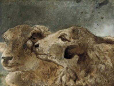 Study of sheep