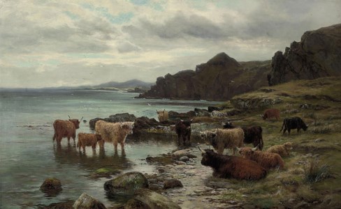 Highland cattle watering at a loch