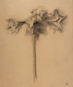 Amaryllis studie