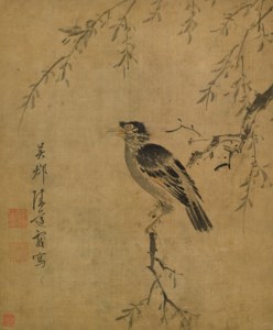 Crested Myna