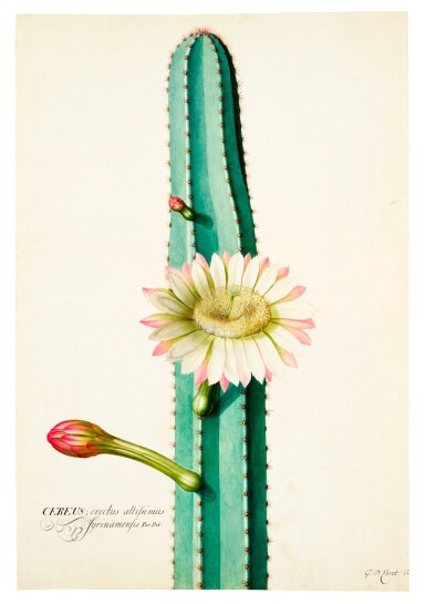 The South American 'Candle' Cactus 