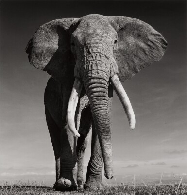 The Don, Amboseli, Kenya