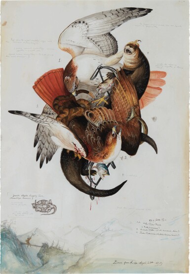 Red Tailed Hawk