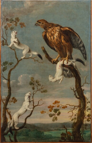 Ermines attacked by an Eagle | Des hermines attaquées par un aigle