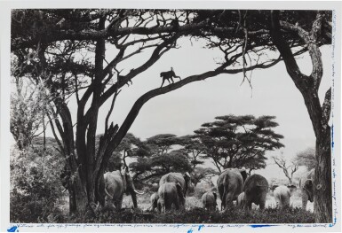 Garden of Eden, 1984
