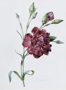 A carnation