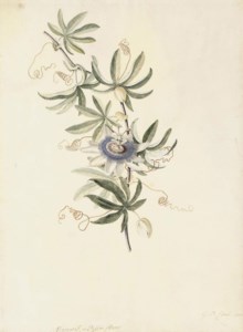 A passion flower