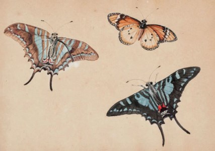 Etude de papillons dont deux machaons