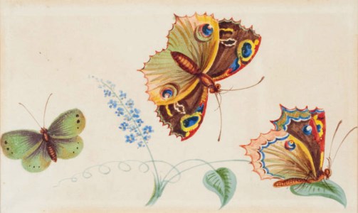 Etude de papillons dont deux paons du jour