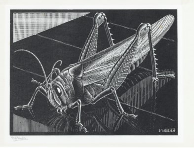Grasshopper