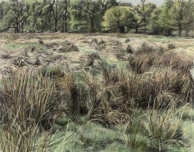 Richmond Park, Spring II