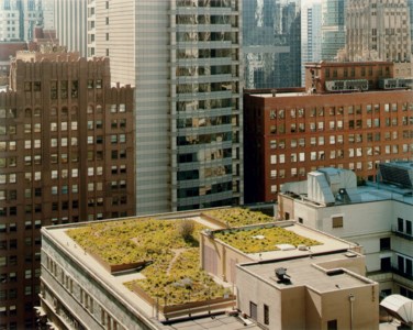 Garden Roof, City Hall, Chicago, May 2005