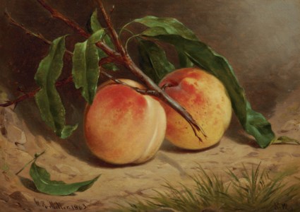Study of Peaches from Nature