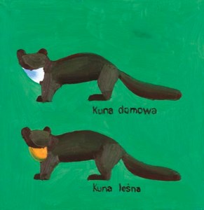Untitled (kuna domowa kuna lesna)