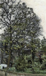 Ash Tree, Spring