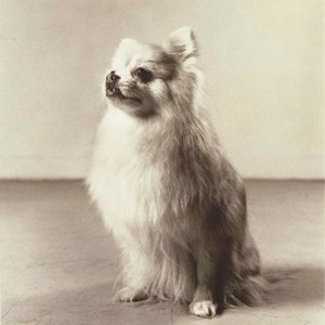 Lap Dog, 1982