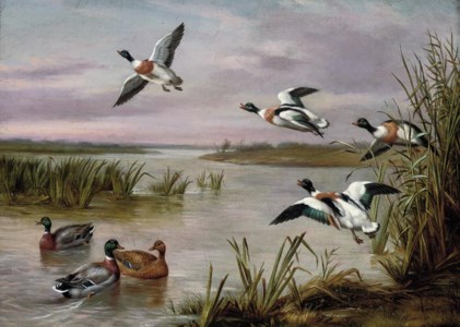 Mallard and Sheldrake