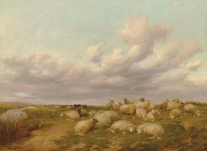 Sheep in Canterbury Meadows