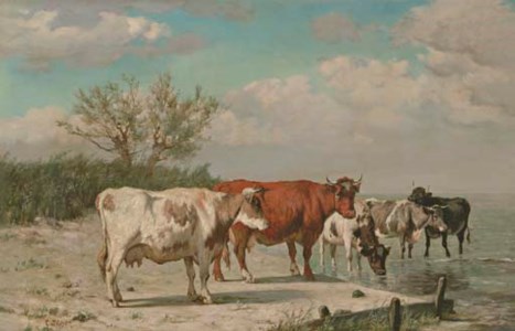 Vaches s'abrevant