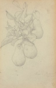 Study of pears on a branch