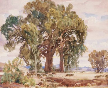 A group of Red Gums, Melrose