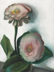 Zinnia