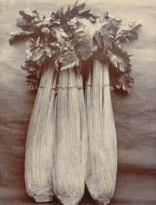 Celery Wright's White, 1900-1902