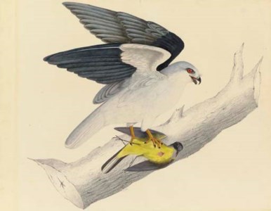 White-tailed Kite