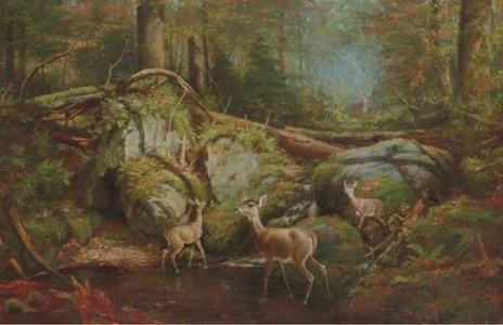 Deer in the Adirondacks