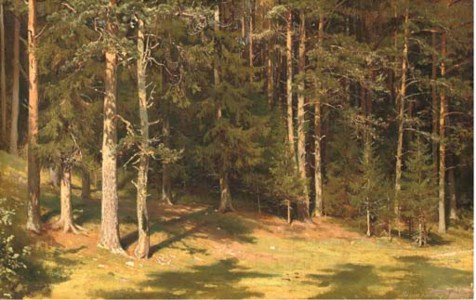 Forest glade
