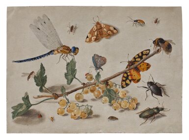 Sprig of Gooseberries with a Dragonfly, Butterflies, Beetles, and a Bee